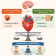 variabilidad frecuencia cardiaca HRV nervio vago