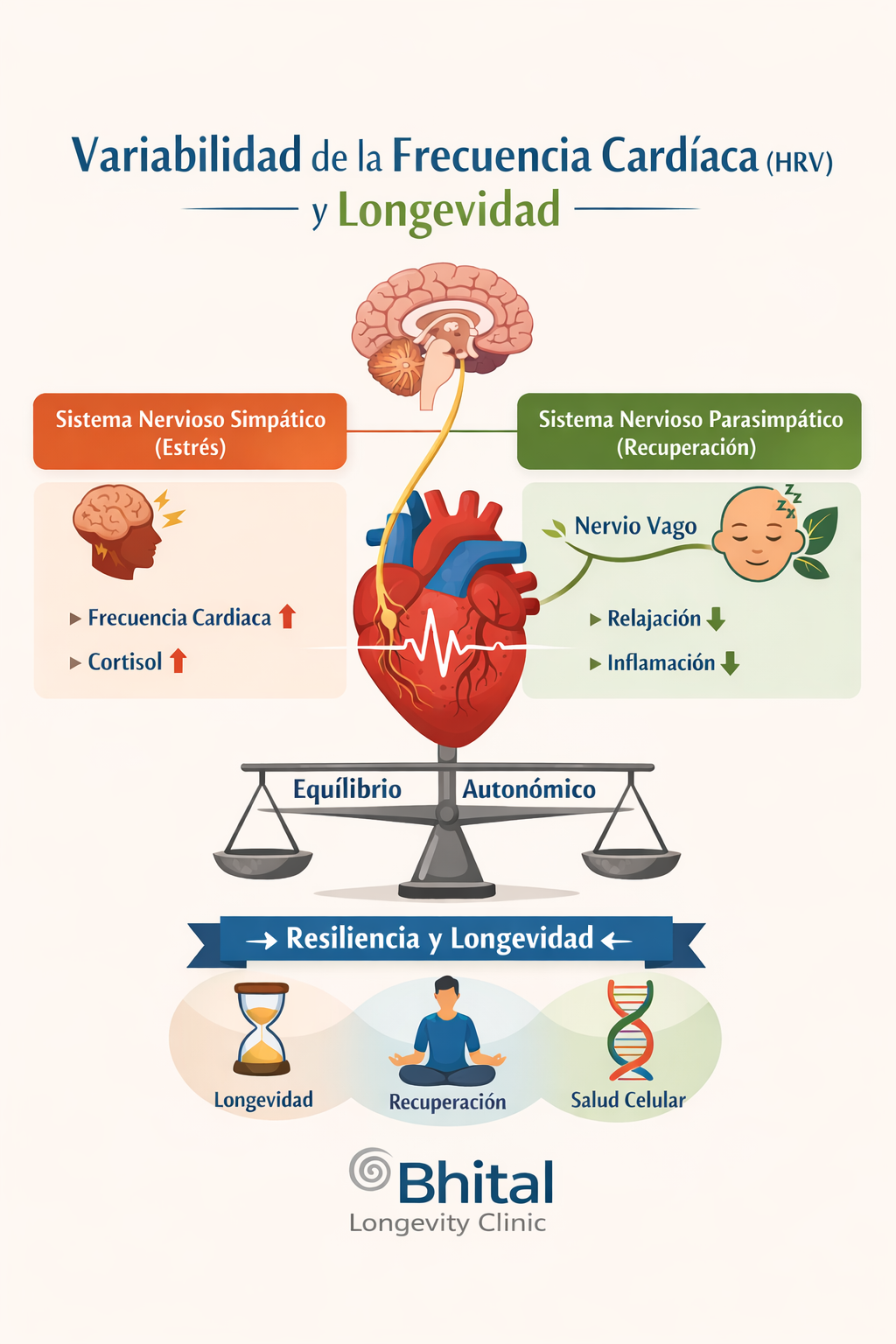 Variabilidad frecuencia cardiaca HRV nervio vago